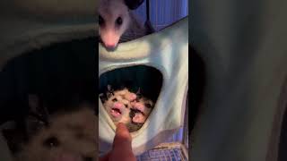 Opossum babies follow possum animalbabies animal animals babyanimals wildlife baby babies [upl. by Newob644]