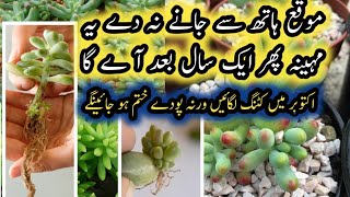 How To Grow Plants From Cutting In Octobergrow plants by cutting in Octoberallseasongardening56 [upl. by Ielak]