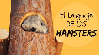 EL LENGUAJE DE LOS HAMSTERS [upl. by Starlin]