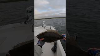 Opening Day of Flounder in NJ fishing viral fishingvideo epic flounder [upl. by Joashus]