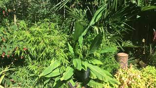 Musella lasiocarpa Chinese yellow banana [upl. by Shreeves]