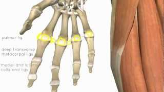 Wrist and Hand Joints  3D Anatomy Tutorial [upl. by Edyth45]