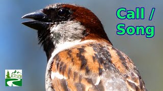 House sparrow call  song  sound  Bird [upl. by Manuela323]