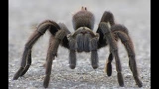 Arachnophobia  Spider videos with creepy music Arachnophobia test [upl. by Katey]