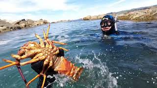 Crayfish Kina Butterfish and more  First time freediving at Waimarama Beach [upl. by Atsuj]