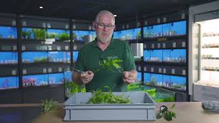 🌱 Hoe snoeit u uw aquariumplanten op de juiste manier l Heems TV  Vlog 2 [upl. by Studdard]