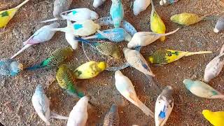 Beautiful budgies colour budgies eating food budgies eating food [upl. by Epilif815]