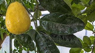 Transplanting Borneo Lemon With Bergamot Flavor Into Fresh Soil Лимон Борнео Со Вкусом Бергамота [upl. by Felecia]