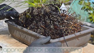 Japanese black pine bonsai repotting  Arkefthos Bonsai [upl. by Eniar]