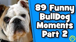 The Funniest English Bulldog Videos Of 2019 Weekly Compilation  DoggOwner [upl. by Atteloc659]