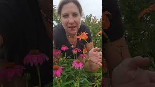 Varieties of Echinacea  Coneflower vs Double Scoop  Pink Perennials shorts [upl. by Anik]