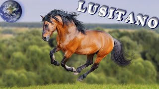 TOP Beautiful Lusitano Horse in the World [upl. by Nereen]