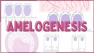 Oral Histology Lucture 5Amelogenesis [upl. by Antonetta]