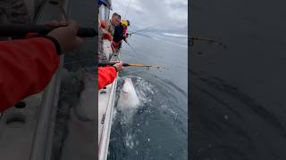 Halibut wrestlin sitka alaska fishingvideo fishalaska fishing deepseafishing halibut fish [upl. by Ondrej]