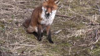 A Jack Russell Terrier meets a Fox [upl. by Armelda]