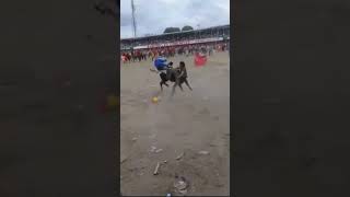 Corraleja betulia sucre 2018 toros JJ BERTEL [upl. by Marabel540]