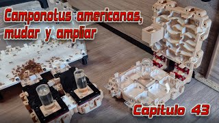 Amplio y mudo a mis dos Camponotus americanas [upl. by Akkahs]