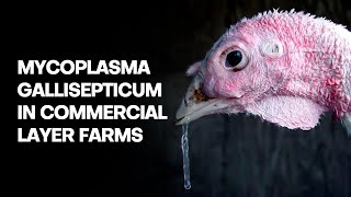 Mycoplasma gallisepticum in Commercial Layer Farms [upl. by Mike]