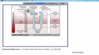 Urine formationcountercurrent multiplier system [upl. by Xenophon]