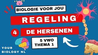 5 vwo  Regeling  4  Het zenuwstelsel hersenen [upl. by Regen]