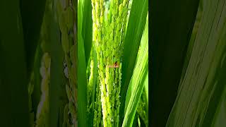 srilanka paddy field productive stage most dangerous pest viralvideo trending gosip tv [upl. by Nelac221]