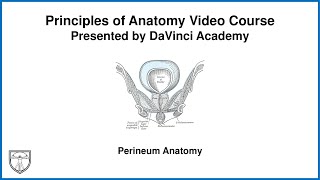 Perineum Anatomy Pelvis Anatomy 4 of 11 [upl. by Arelus612]