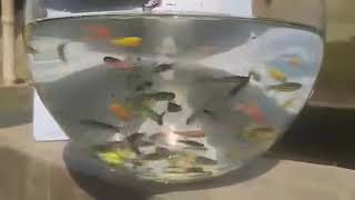 Zebrafish  Brahmanbaria ornamental fish breeding and research center [upl. by Romanas467]