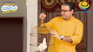 Bhide Gives New Life To A Pigeon  Taarak Mehta Ka Ooltah Chashmah  Bindass Bhide [upl. by Raphael]