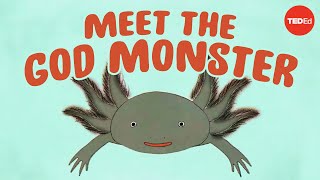 Axolotls The salamanders that snack on each other but dont die  Luis Zambrano [upl. by Knah]