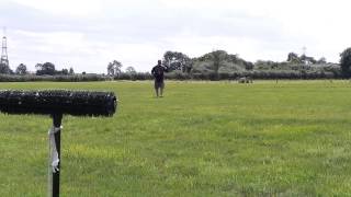 Training my tiercel peregrine [upl. by Haeel795]