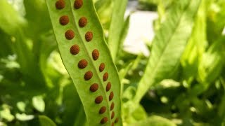 Propagating Ferns from Spores – Family Plot [upl. by Andria480]