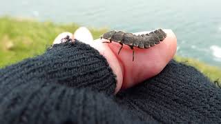 Glow worm Lampyris noctiluca larva [upl. by Nico759]