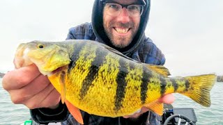 BIG BAITS  BIG FISH Lake Simcoe Perch Fishing [upl. by Geis]