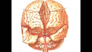 Diencephalon THALAMUS HYPOTHALAMUS PINEAL GLAND [upl. by Solrak]