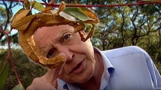 Life of Insects  Attenborough Life in the Undergrowth  BBC Earth [upl. by Horatio]