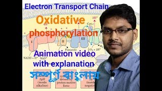 Electron Transport Chain  Oxidative phosphorylation  Animation video in Bengali [upl. by Iaka]