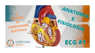 CUORE ED ECG  LE BASI  ANATOMIA E FISIOLOGIA CARDIACA  IL SISTEMA DI CONDUZIONE ELETTRICO [upl. by Jarvey]