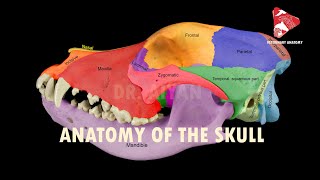 anatomy of the canine skull [upl. by Nogaem84]