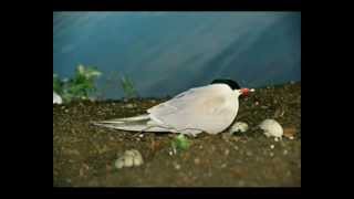 Upinė Žuvėdra  Common Tern [upl. by Nagirrek891]