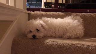 Cutest Bichon Frise Puppy In The World Barking [upl. by Anaiuq]