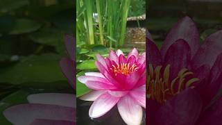 water lily nymphea pink  water line [upl. by Adeys]