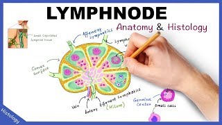 LYMPH NODE Anatomy amp Histology Simplified  Lymphatic System [upl. by Ardnoik]