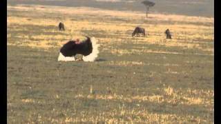 Masai Mara Sept 2010 part four the plainswmv [upl. by Besse647]