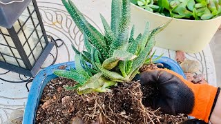 Rescuing my Gasteria Succulent from an Overgrown Planter [upl. by Howlan420]