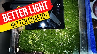 11 Popular Refugium Lights TESTED Super Charge Your Macro Algae With Data [upl. by Cul]