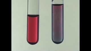 Citrate Synthesis of Gold Nanoparticles [upl. by Aiuqet498]