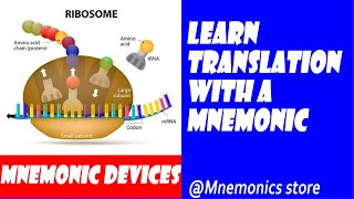 Learn translation protein synthesis with a mnemonic [upl. by Tamarah]