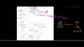 Biochemistry  Histidine Catabolism to Glutamate [upl. by Vassell]