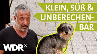 Hunde in der Pubertät So lernen sie gutes Benehmen  Hunde verstehen  S06E03  WDR [upl. by Lasser]