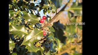 Its the season for evergreens meet the pretty holly Ilex [upl. by Annay]